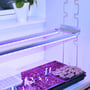 LEDlife Pro-Grow 2.0 vekstlamper montert over småplanter i brett ved et vindu med lilla lys.