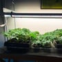 LEDlife Pro-Grow 2.0 vækstlys er monteret over bakker med grønne planter og lyser ned på dem.