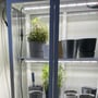 LEDlife Max-Grow 2.0 vækstarmatur lyser over potteplanter på en hylde i et indendørs dyrkningsskab.