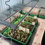 To LEDlife Pro-Grow 2.0 vækstlysrør hænger over bakker med spirende planter og frøplanter.